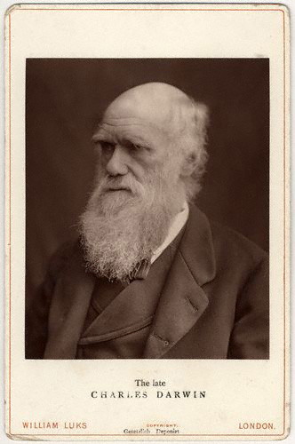 Lock & Whitfield's 1877 Darwin